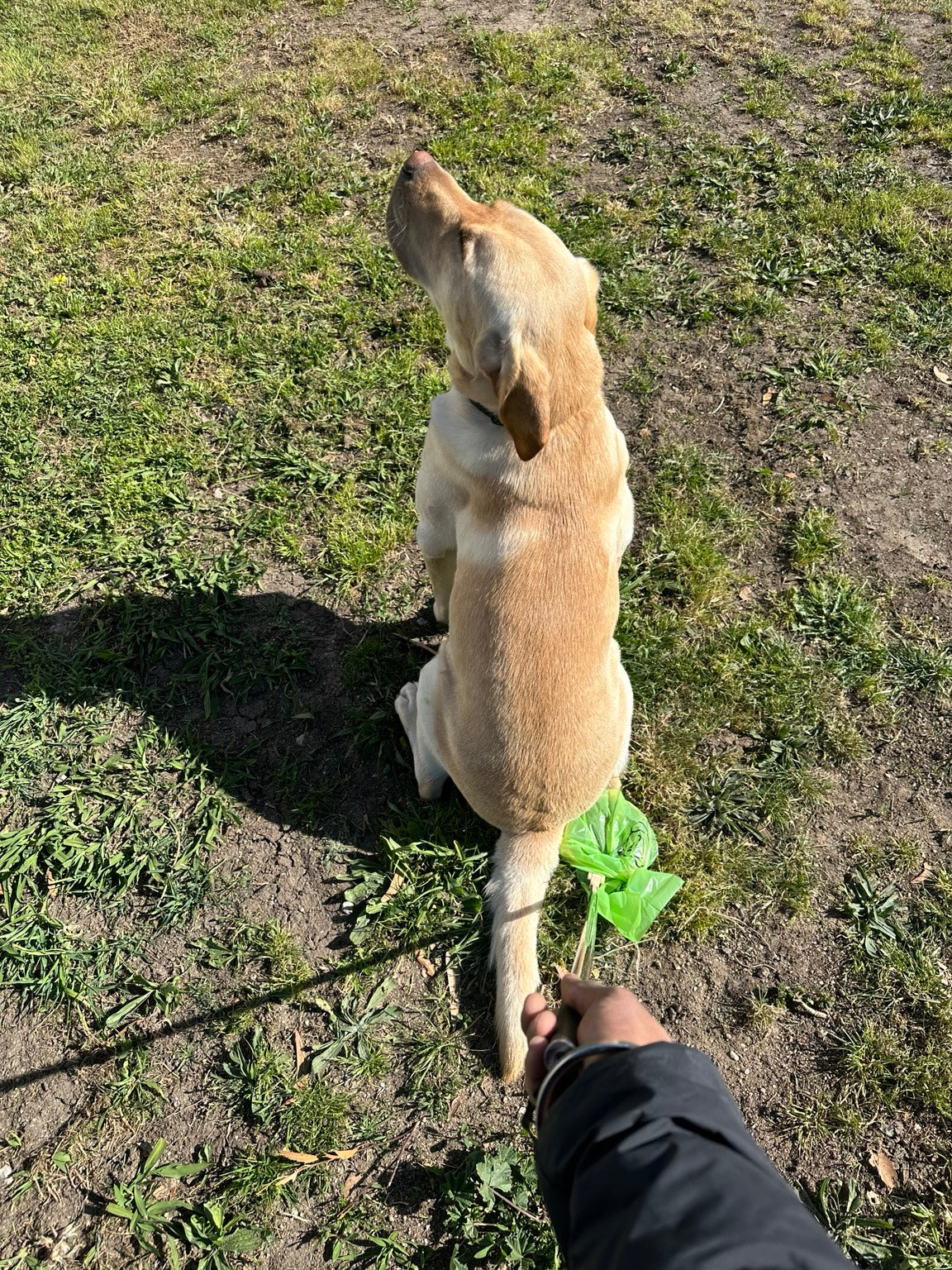 Real CleanCatch sample tested with Bruno the Labrador